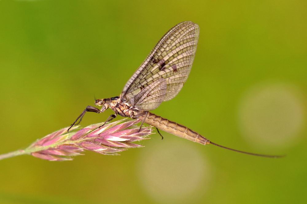 Große Eintagsfliege