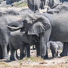 Große Elefantenherden