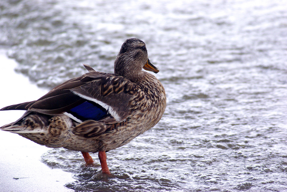 große ente