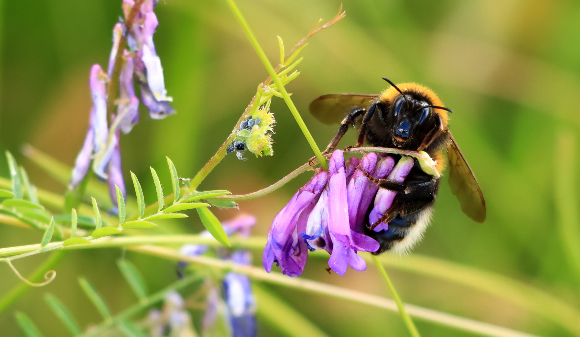 Große Erdhummel