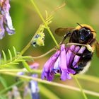 Große Erdhummel