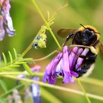 Große Erdhummel