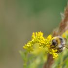 Große Erdhummel