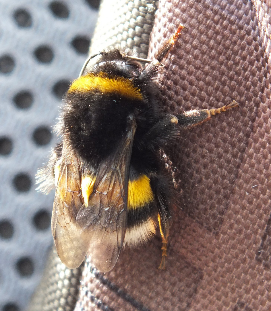 Große Erdhummel