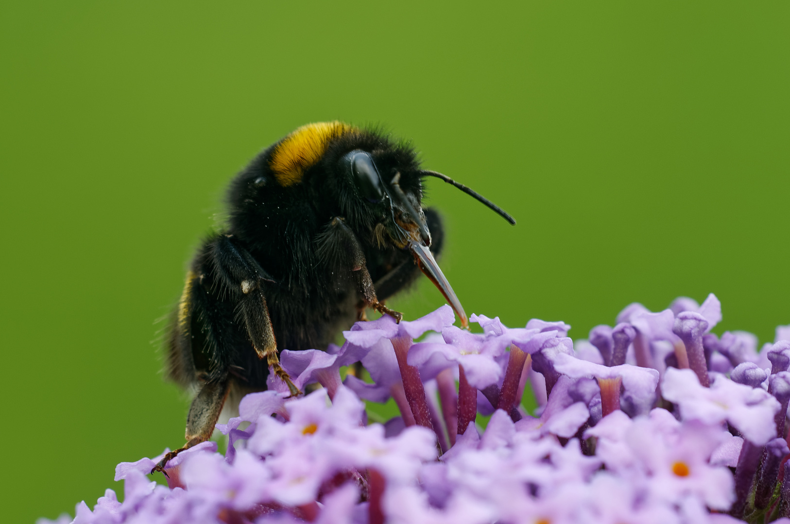 Große Erdhummel auf Flieder