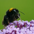 Große Erdhummel auf Flieder