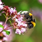 Große Erdhummel (Bombus magnus)