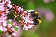 Große Erdhummel (Bombus magnus)