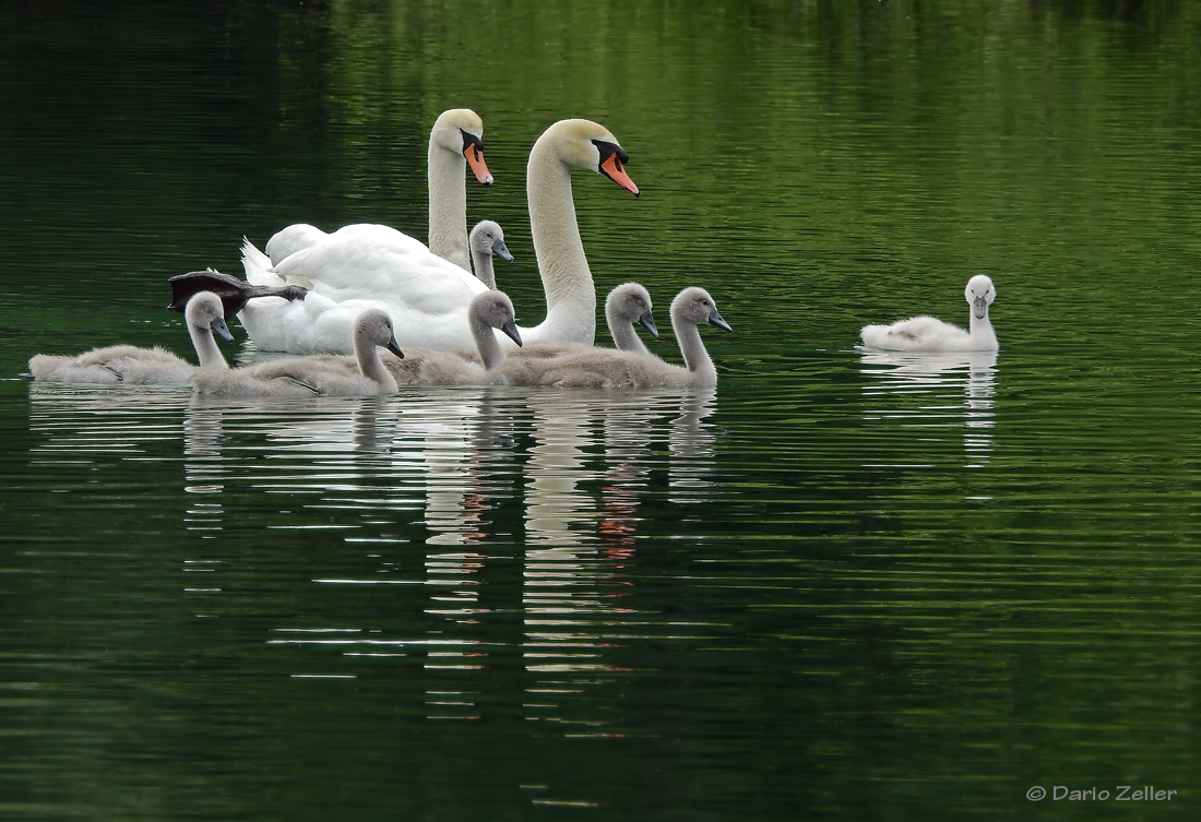 Grosse Familie