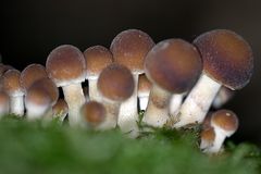 Große Familie von kleinen Pilzen