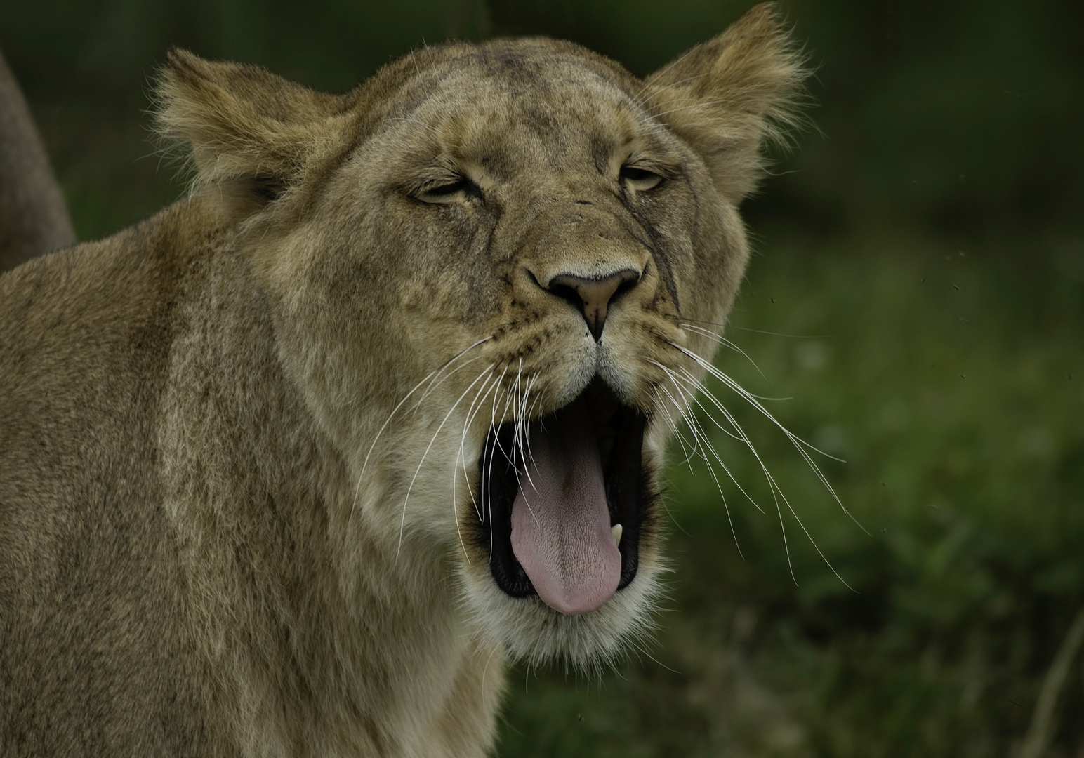 Grosse fatigue (Panthera leo leo, lion d'Afrique)