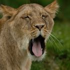 Grosse fatigue (Panthera leo leo, lion d'Afrique)