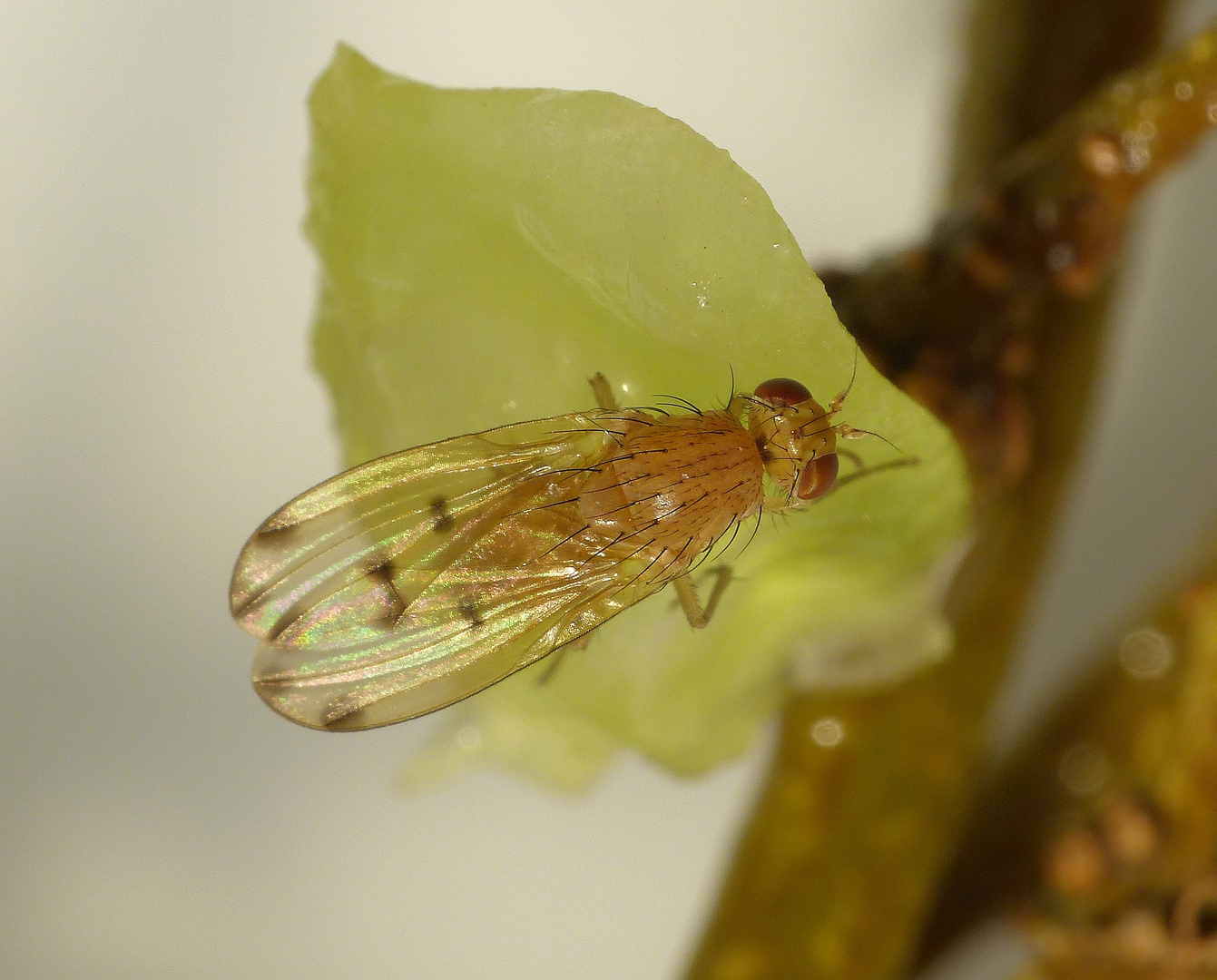 Große Faulfliege (Meiosimyza decempunctata)