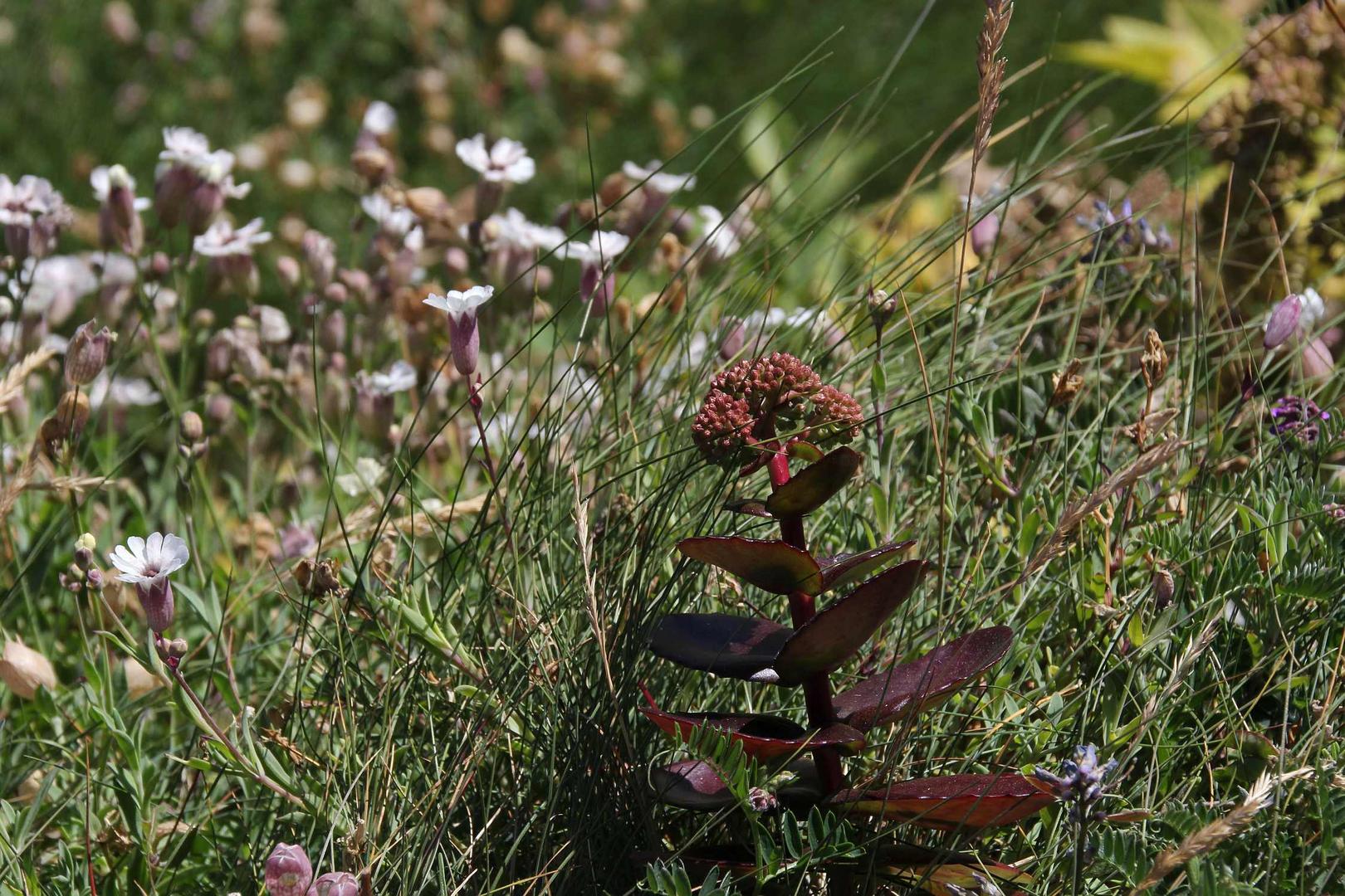 Große Fetthenne (Sedum telephium)...