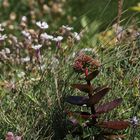 Große Fetthenne (Sedum telephium)...