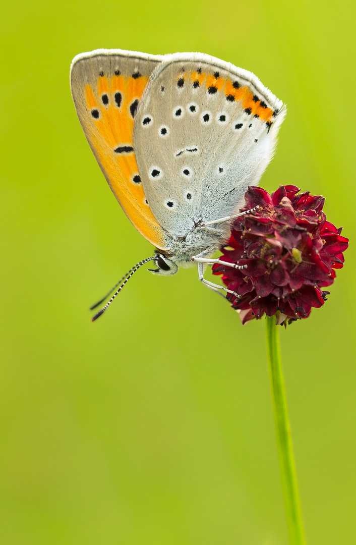 Große Feuerfalter (Lycaena dispar) Weibchen