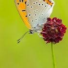 Große Feuerfalter (Lycaena dispar) Weibchen