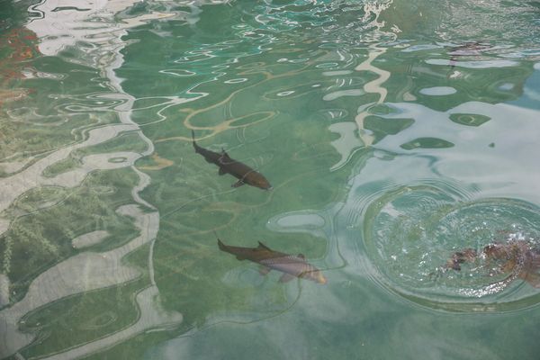 Große Fische und das Wasser ist so sauber