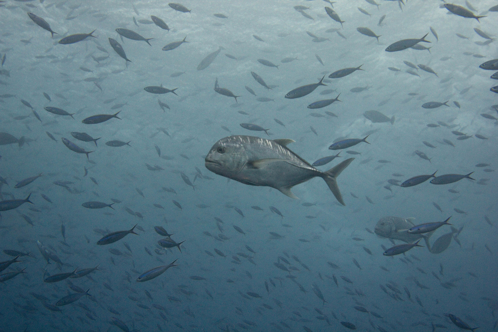 große Fischsuppe, Nord-Male-Atoll