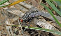 Große Fliege