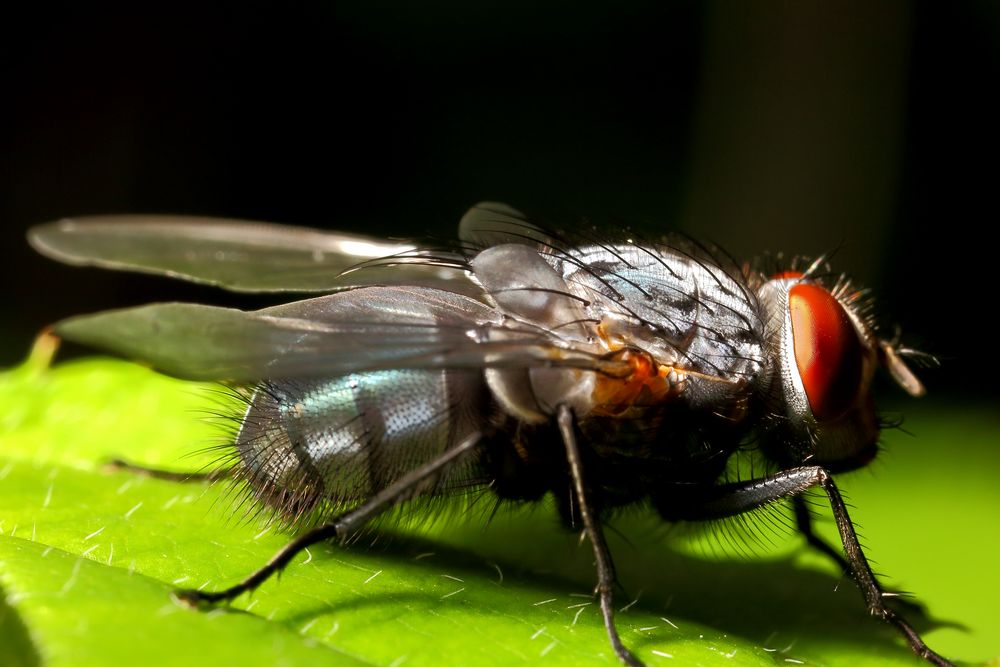 Große Fliege