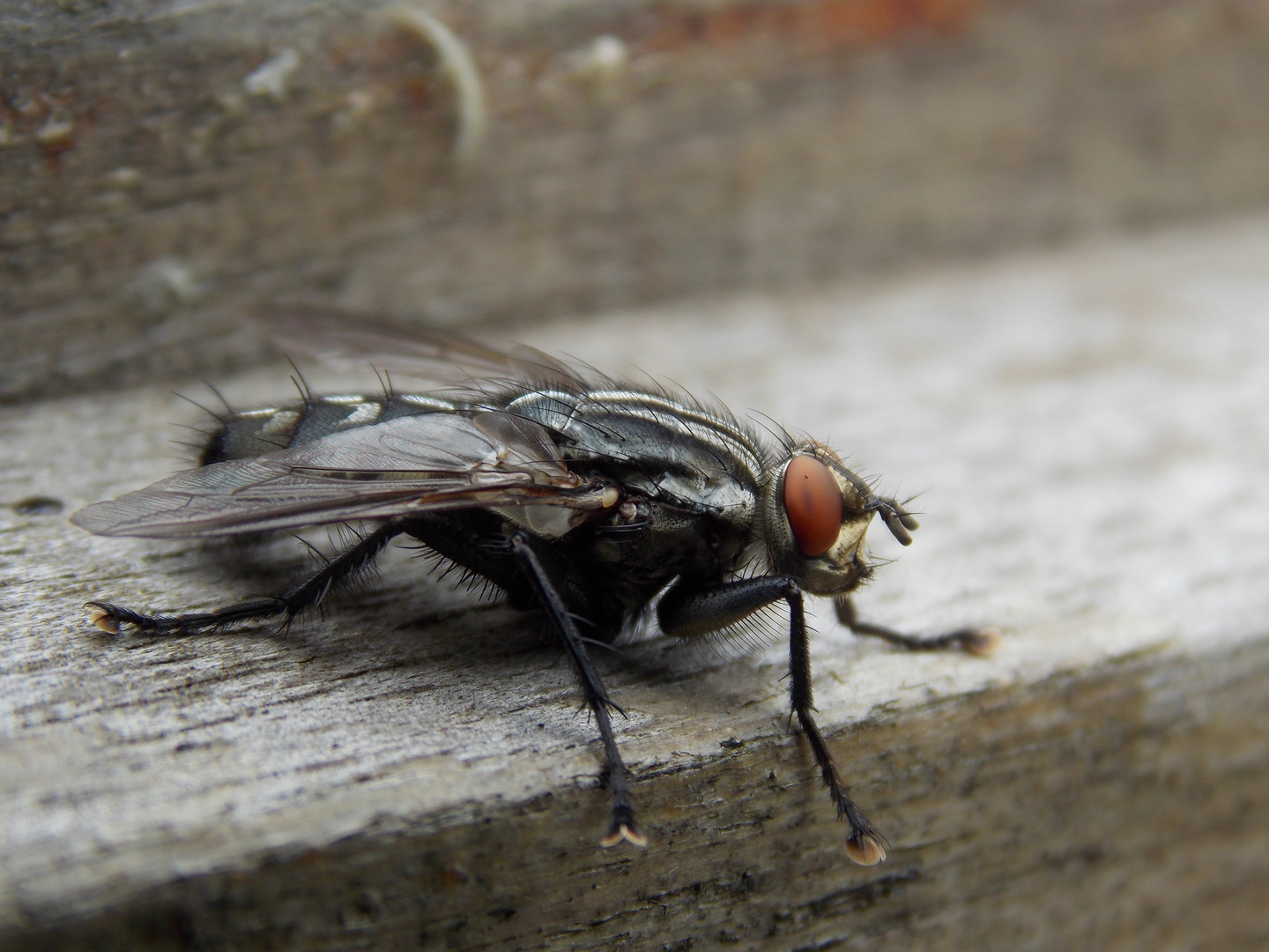 Große Fliege