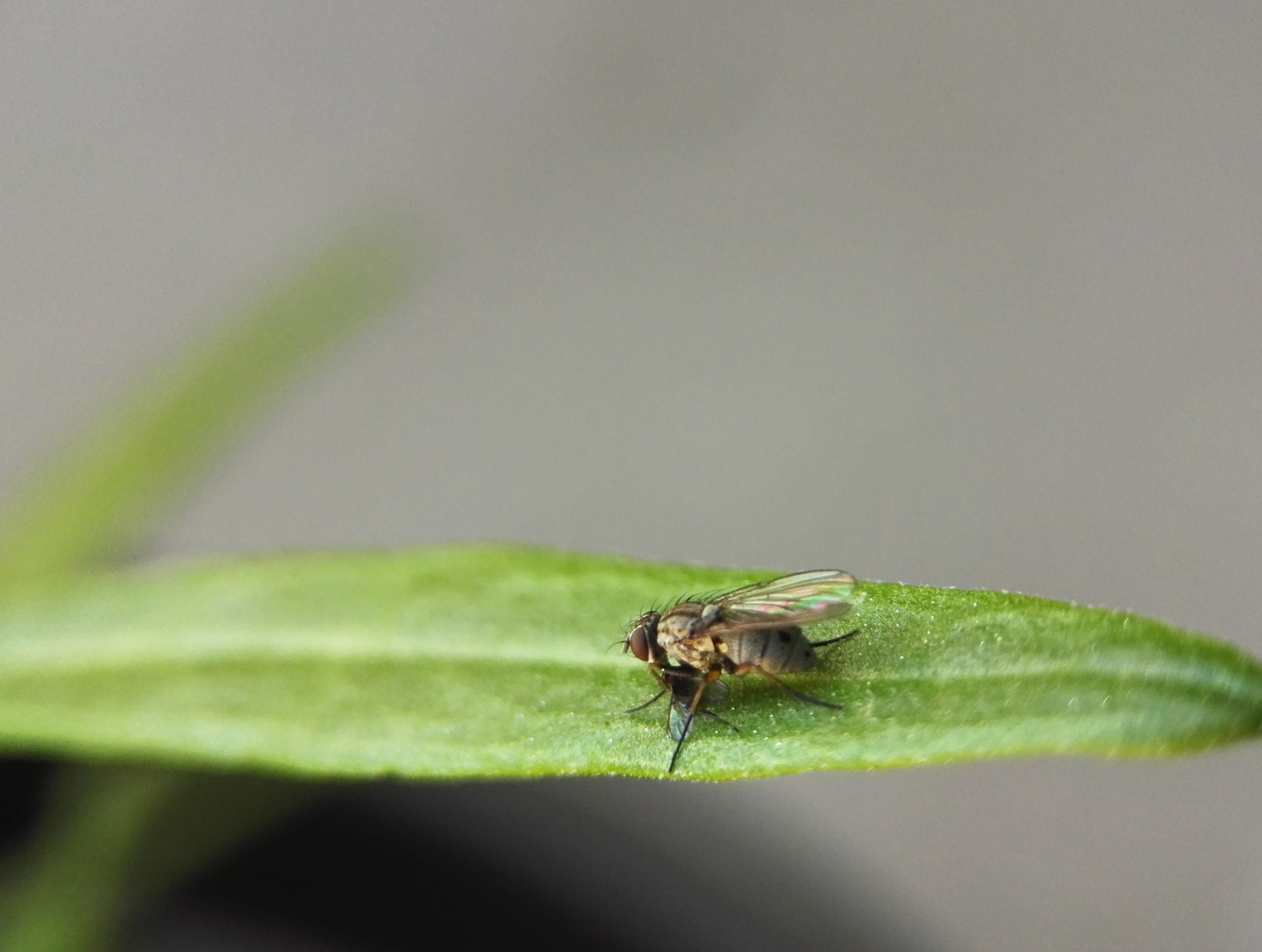 Große Fliege die eine kleine (tote) Fliege frisst