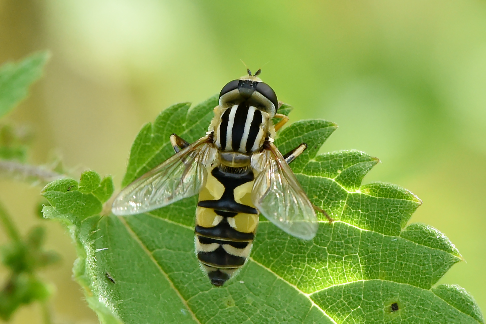 Große Fliege kleine Flügel