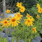 Große Fortschritte bei den Blüten von Arnica montana