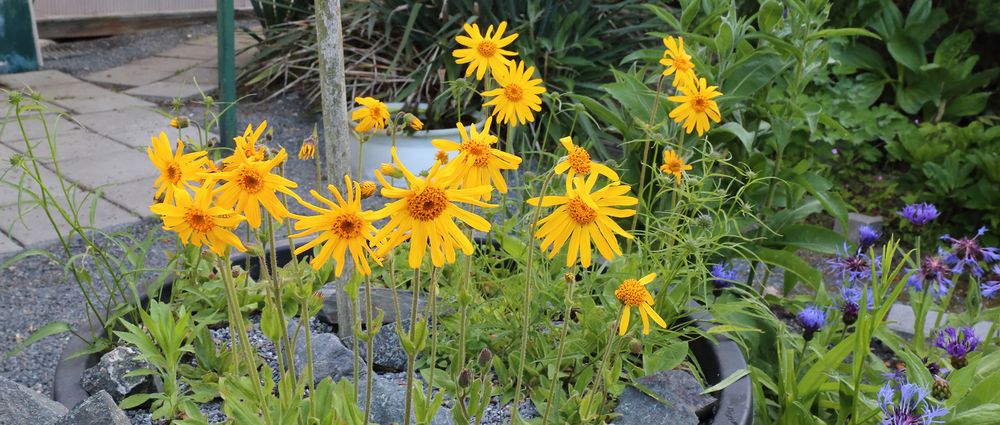 Große Fortschritte bei den Blüten von Arnica montana