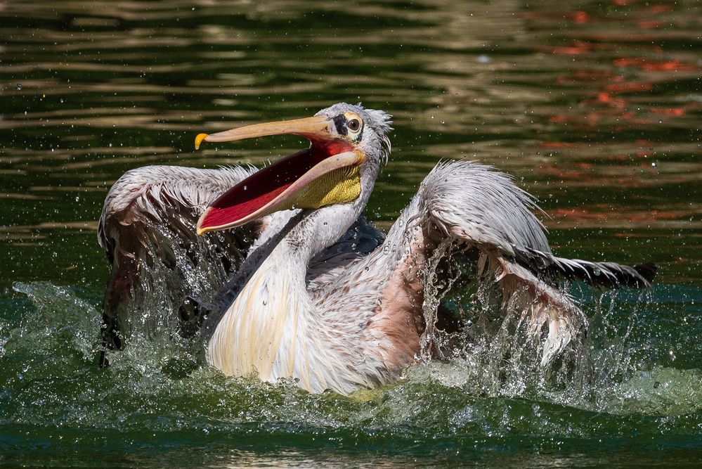 Große Freude.. Foto & Bild | natur, zoo, tiere Bilder auf fotocommunity