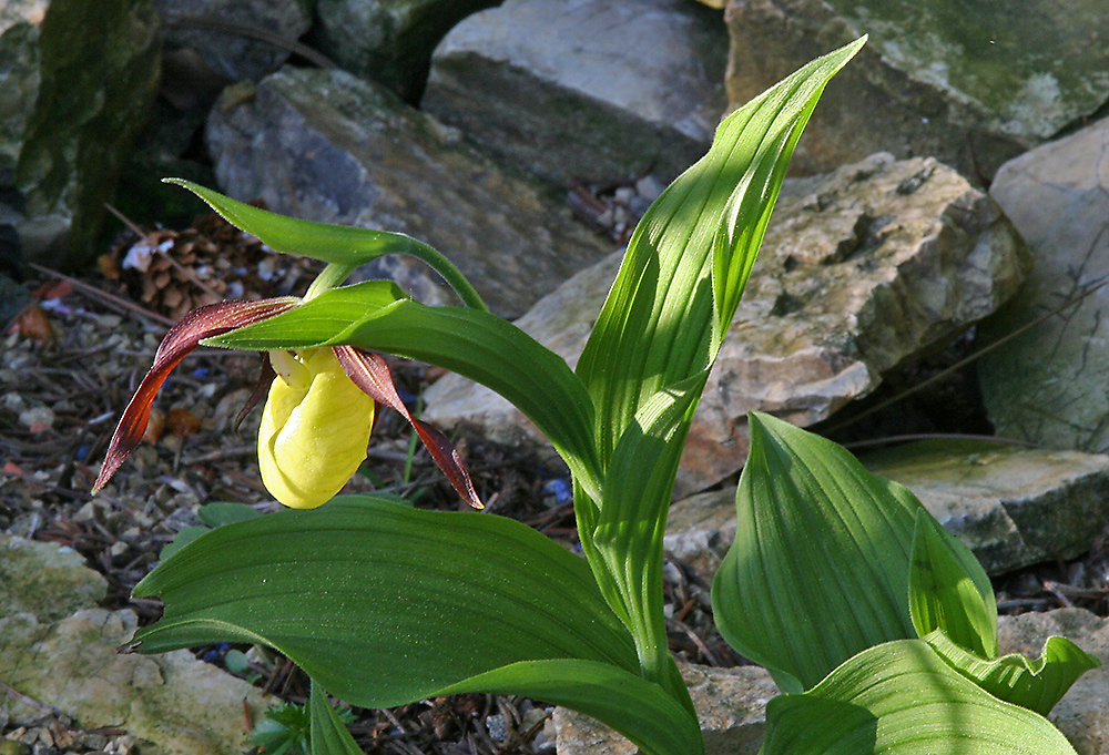 Große Freude überdie erste Blüte zu Pfingsten