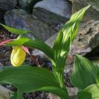 Große Freude überdie erste Blüte zu Pfingsten