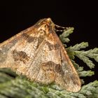 Große Frostspanner (Erannis defoliaria)