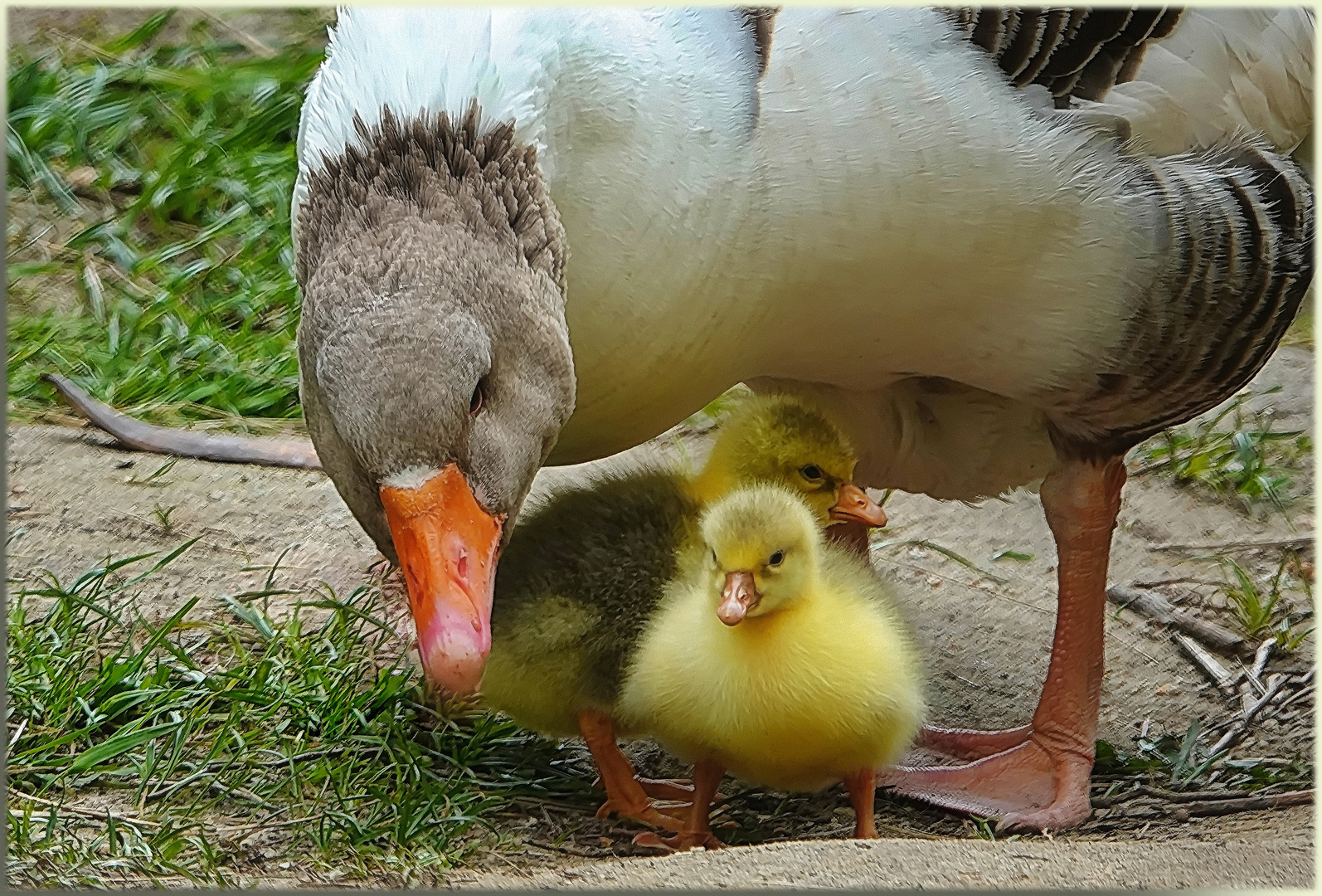 ... große füße - kleine füße ....