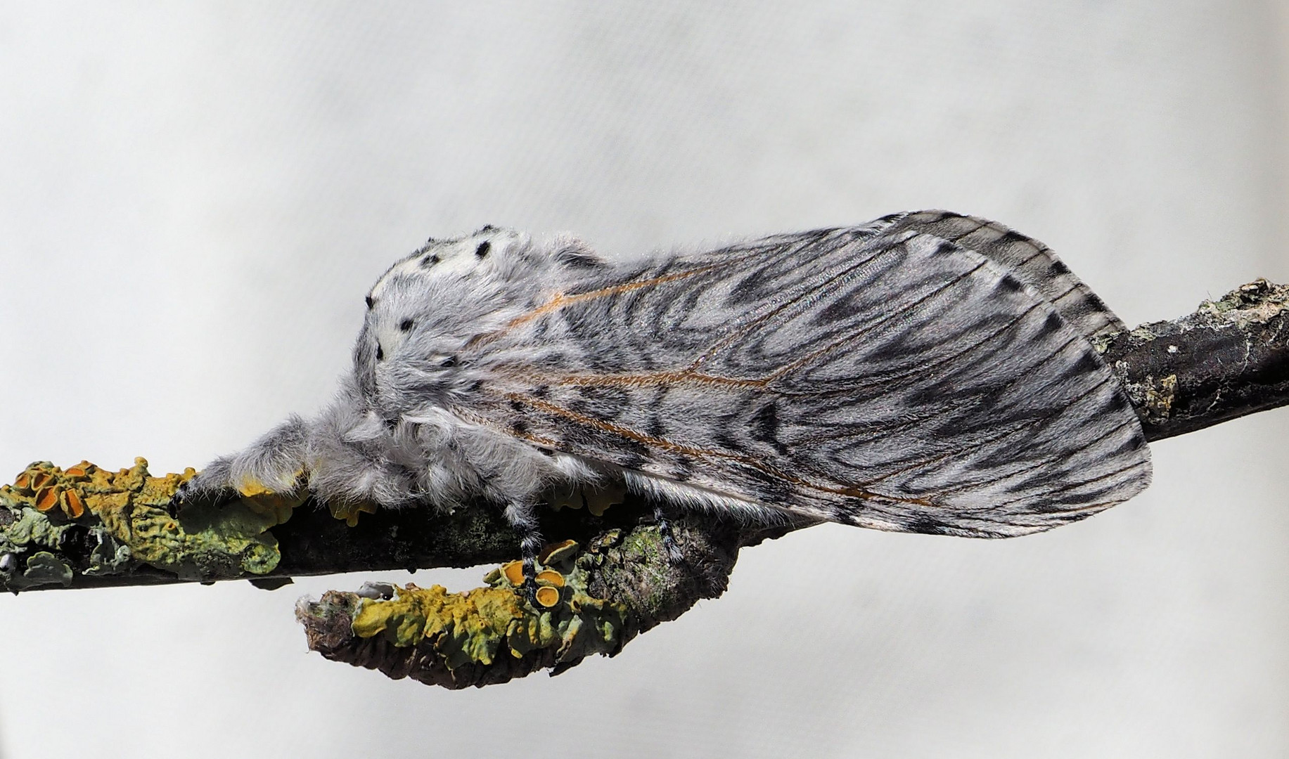 Große Gabelschwanz (Cerura vinula)