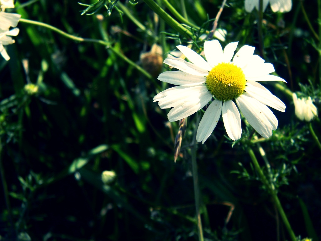 Große Gänseblume