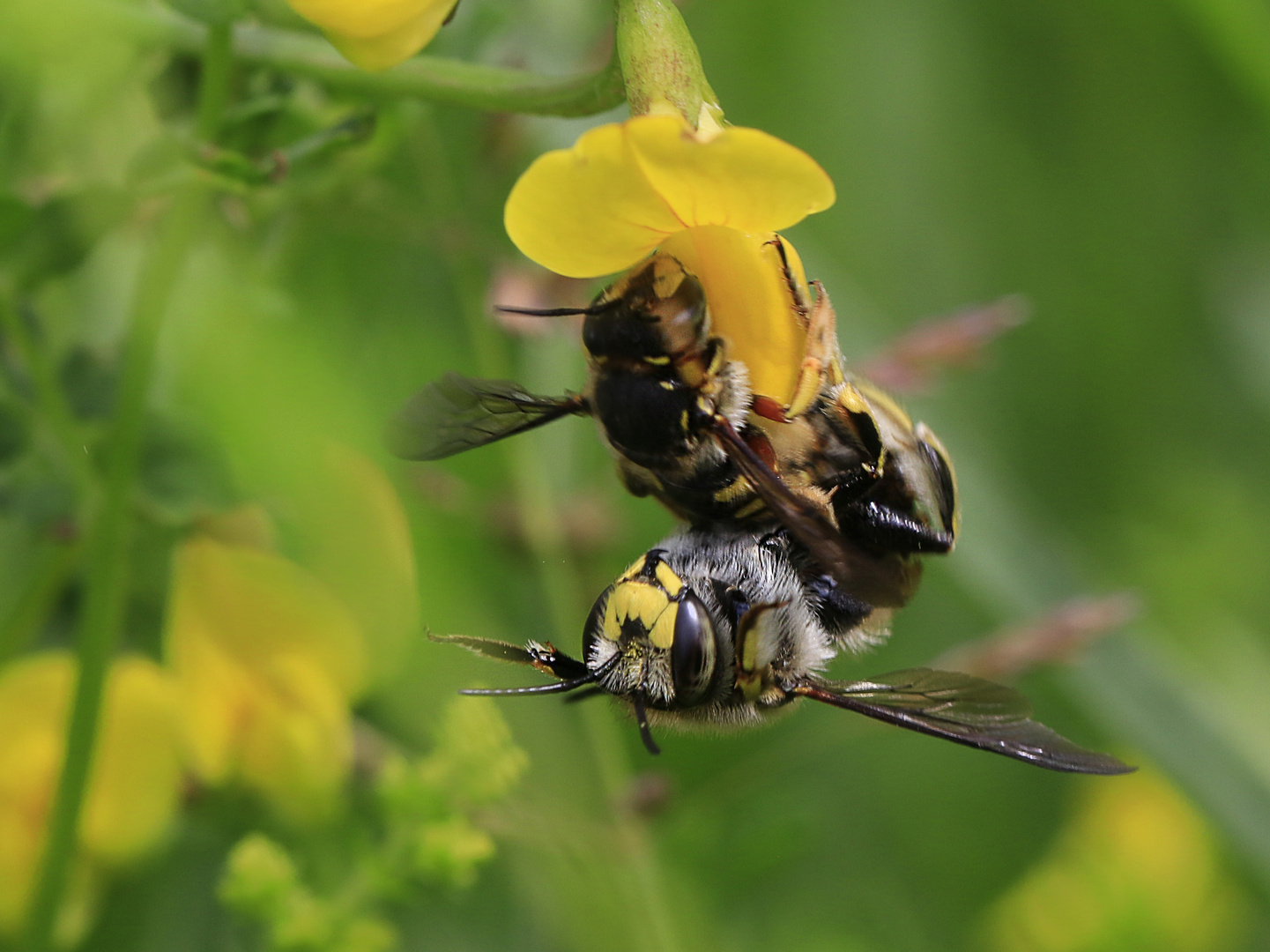 Große Gartenwollbiene - Begattung