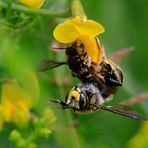 Große Gartenwollbiene - Begattung