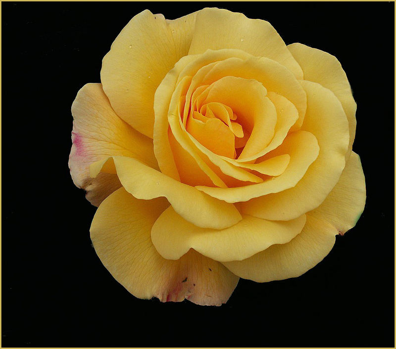 große gelbe Teerose Foto & Bild pflanzen, pilze & flechten, blüten