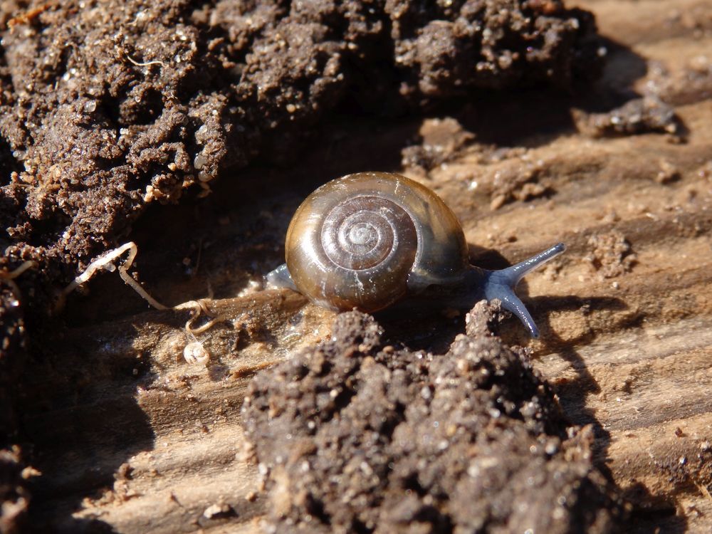 Große Glanzschnecke (Oxychilus draparnaudi) im Garten