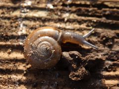 Große Glanzschnecke (Oxychilus draparnaudi) im Garten