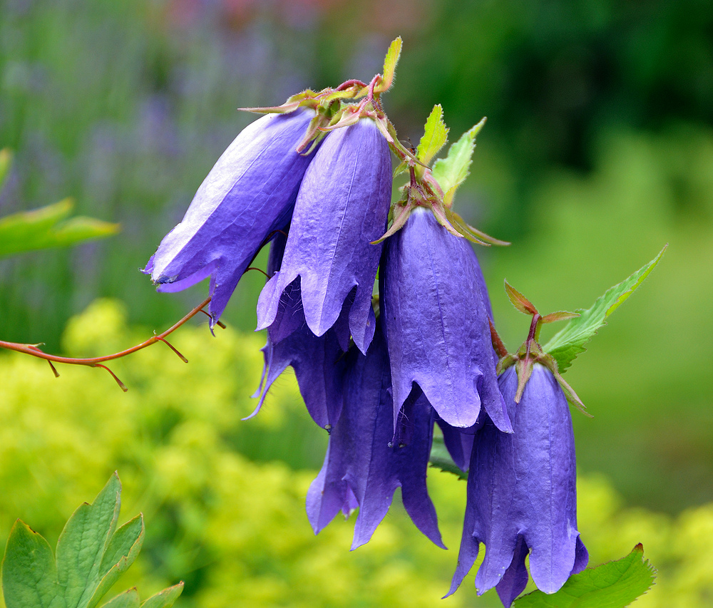 Große Glockenblume