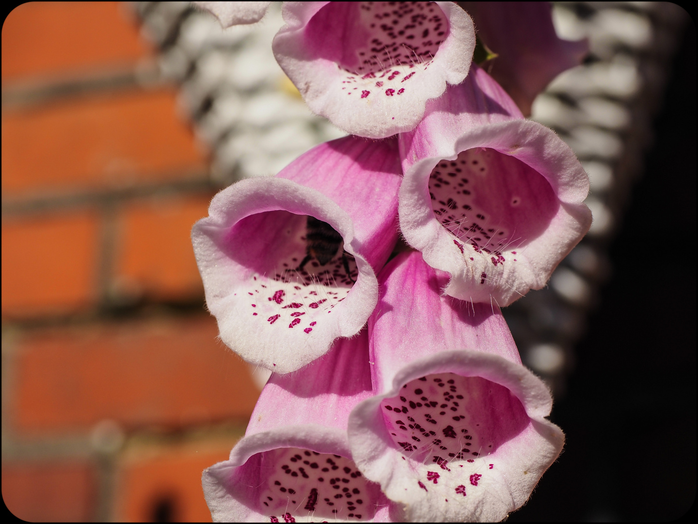 Grosse Glockenblume