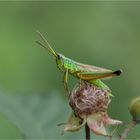 Große Goldschrecke