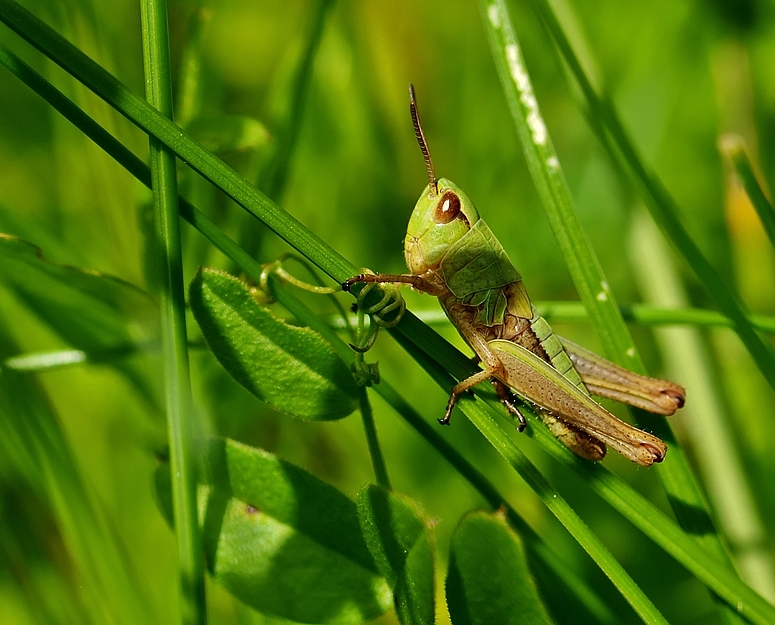 Große Goldschrecke