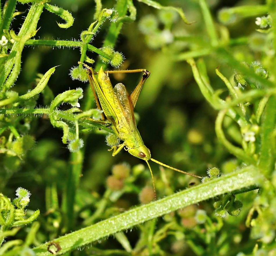 Große Goldschrecke (Chrysocharon dispar)