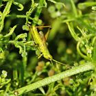 Große Goldschrecke (Chrysocharon dispar)