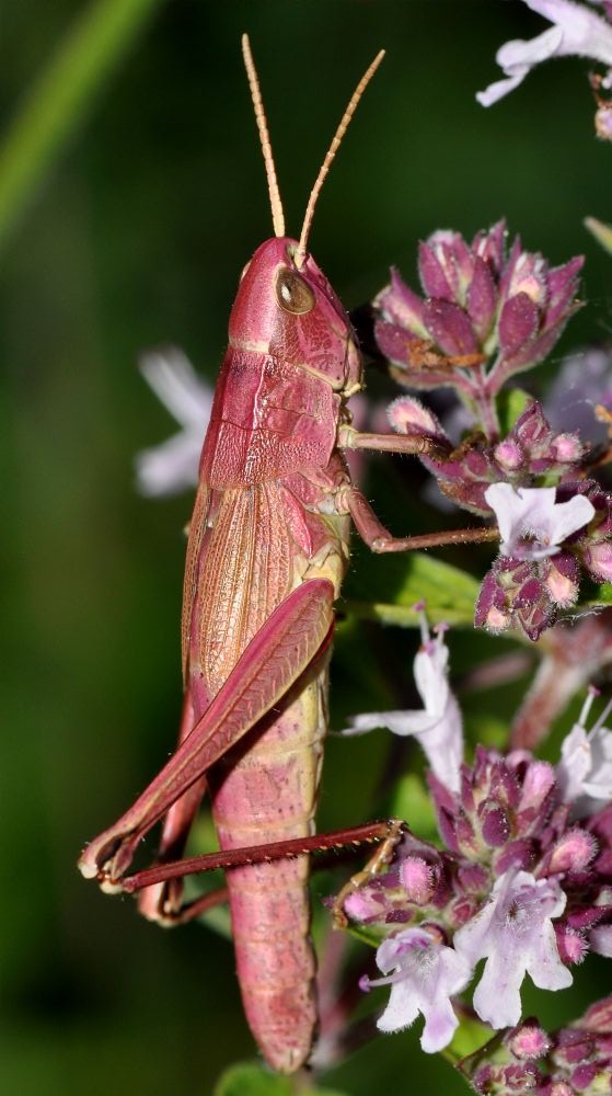 Große Goldschrecke (Chrysochraon dispar)