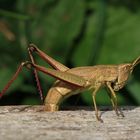 Große Goldschrecke, Chrysochraon dispar, bei der Eiablage